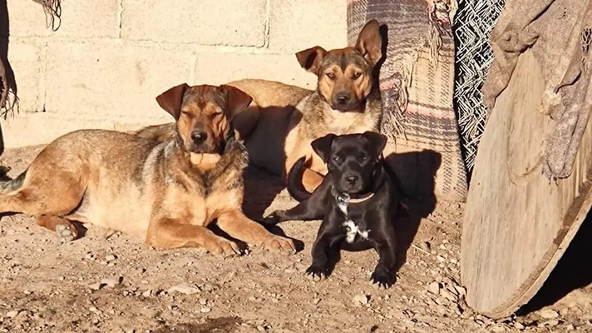 Caninos, recuperando amor